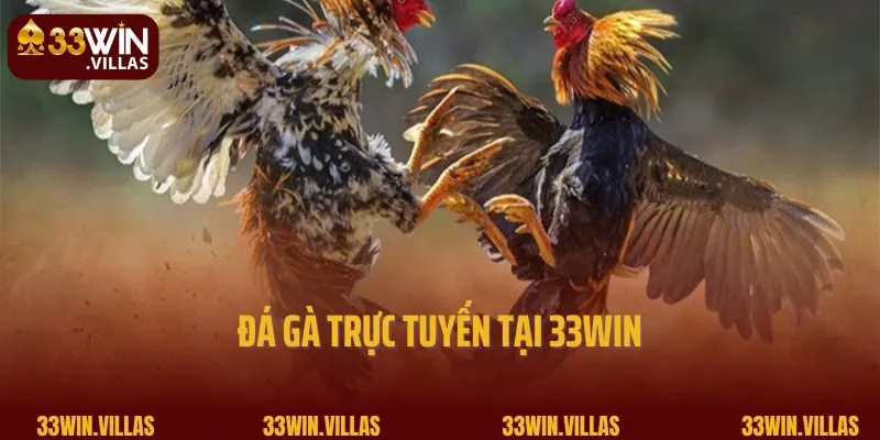Đá gà trực tuyến tại 33WIN